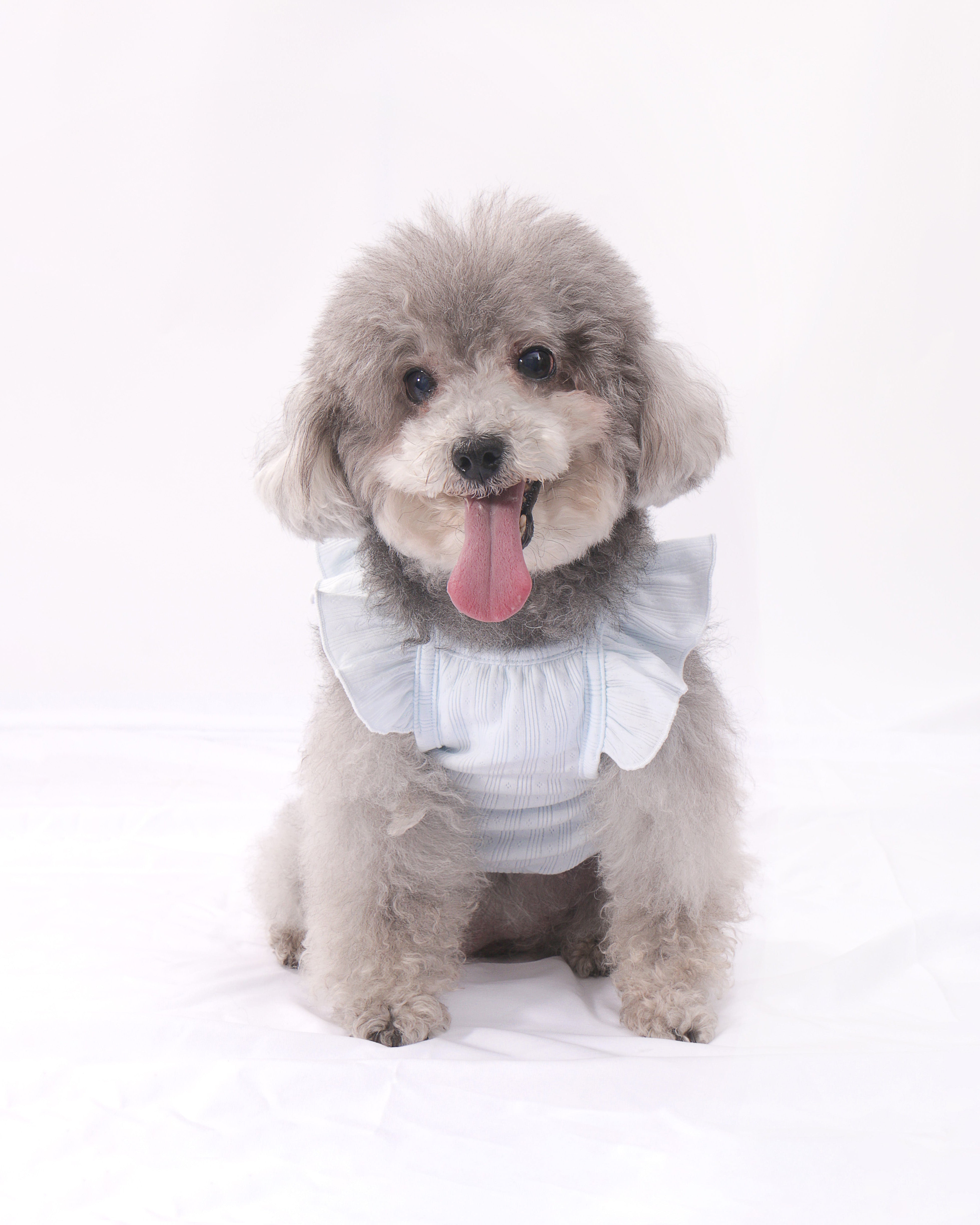 LULUVIA Pet Clothing