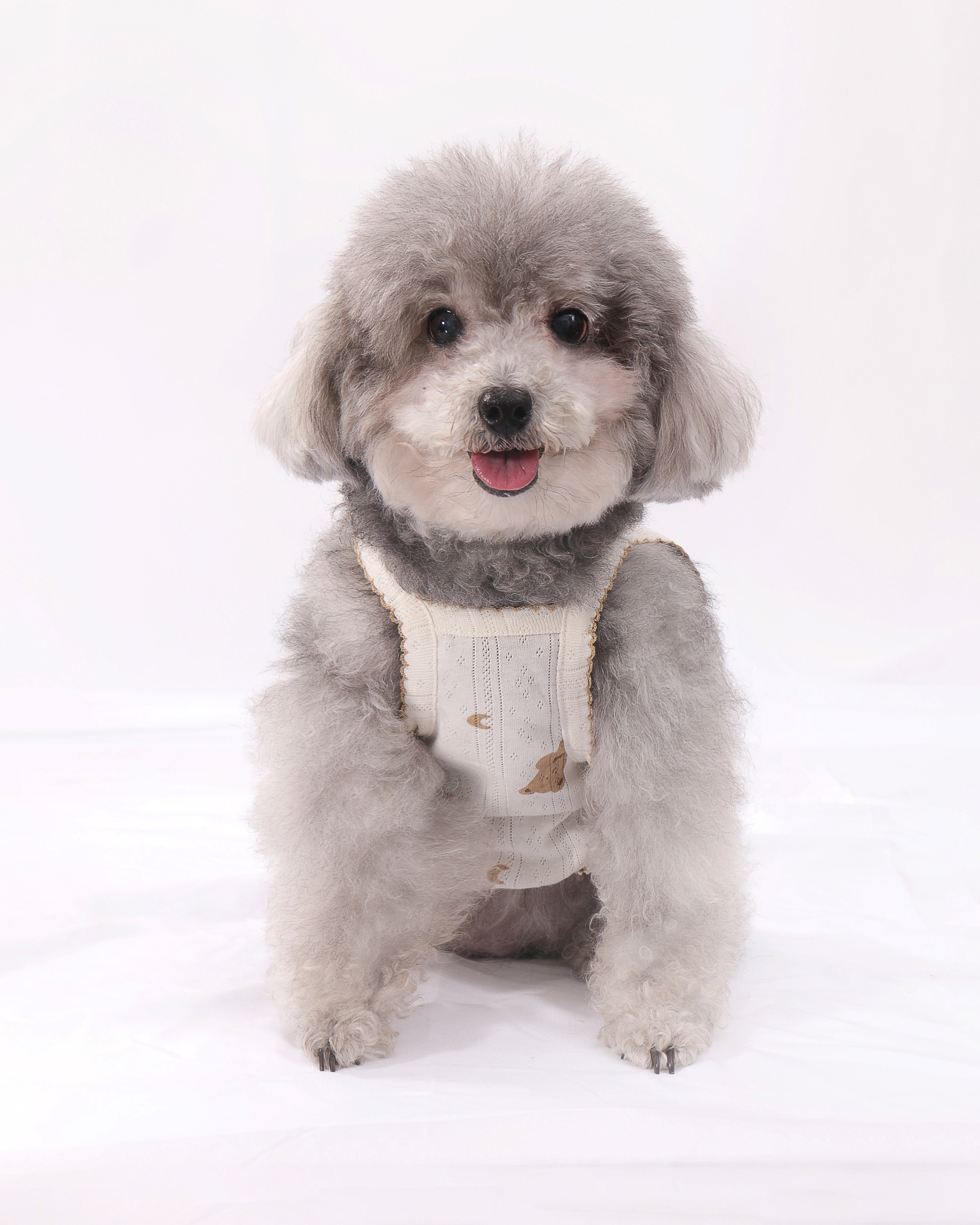 LULUVIA Pet Clothing