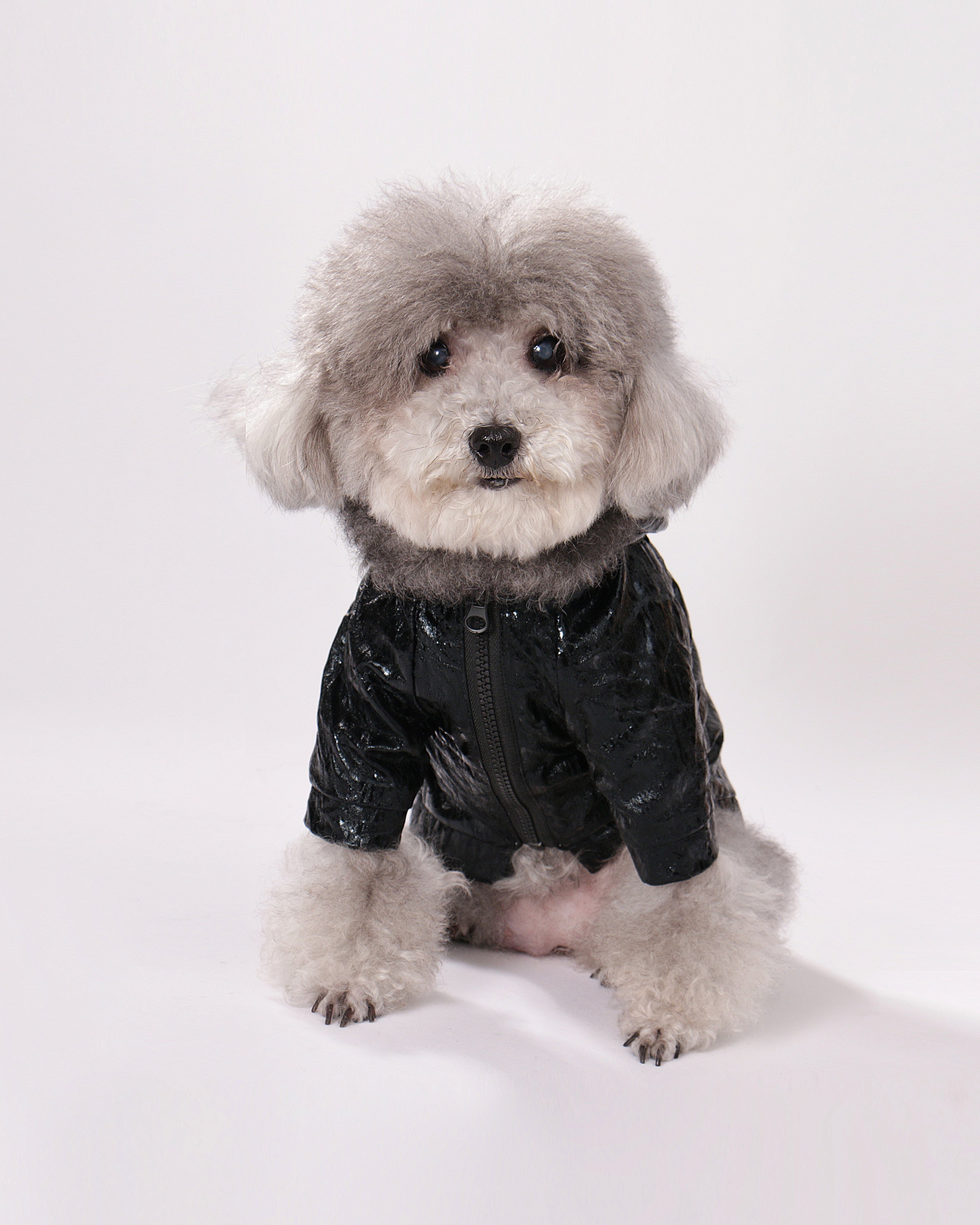 LULUVIA Pet Clothing