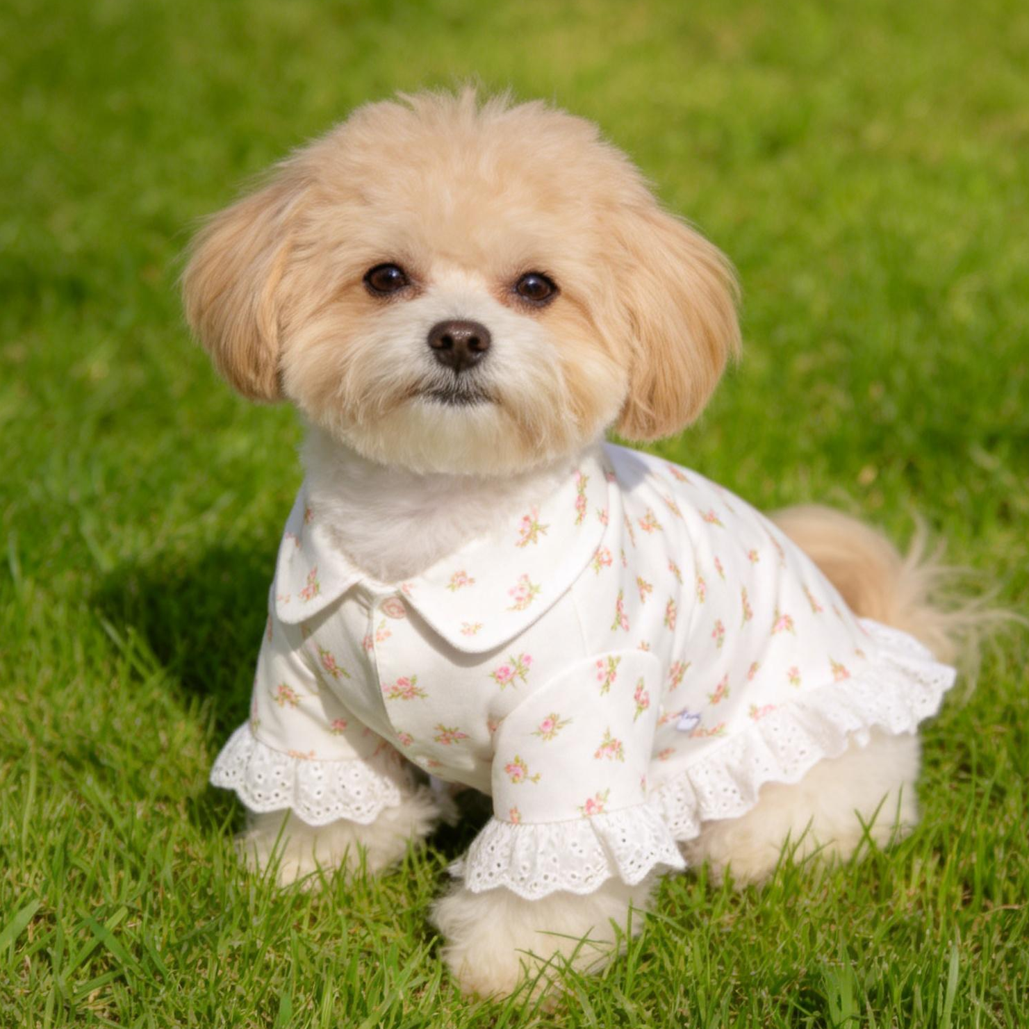 LULUVIA Pet Clothing